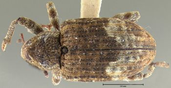 Media type: image;   Entomology 25232 Aspect: habitus dorsal view
